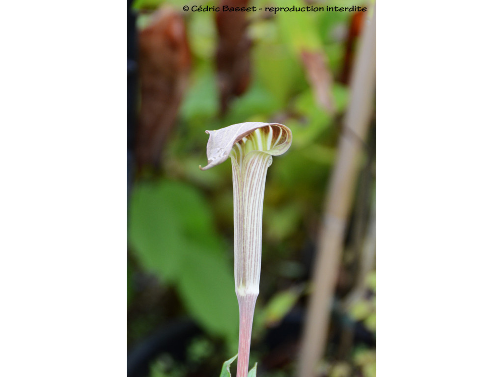 ARISAEMA ERUBESCENS 'RED STEMMED FORM' ARISAEMA ERUBESCENS 'RED STEMMED FORM'