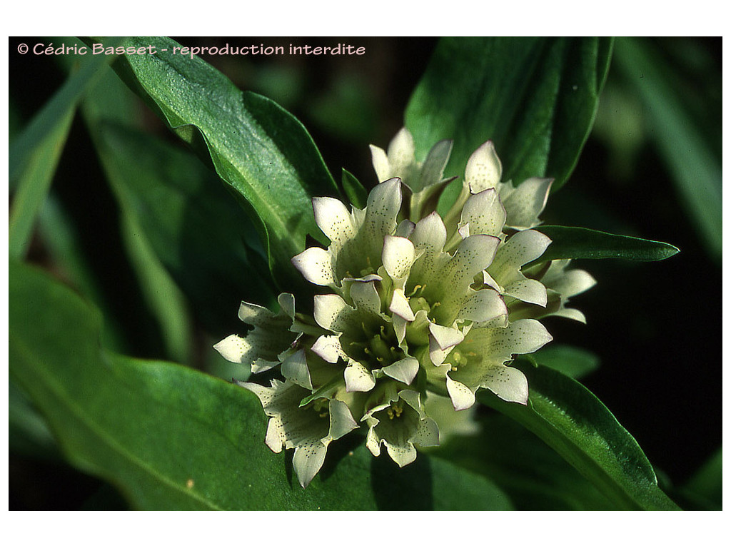 GENTIANA THIBETICA