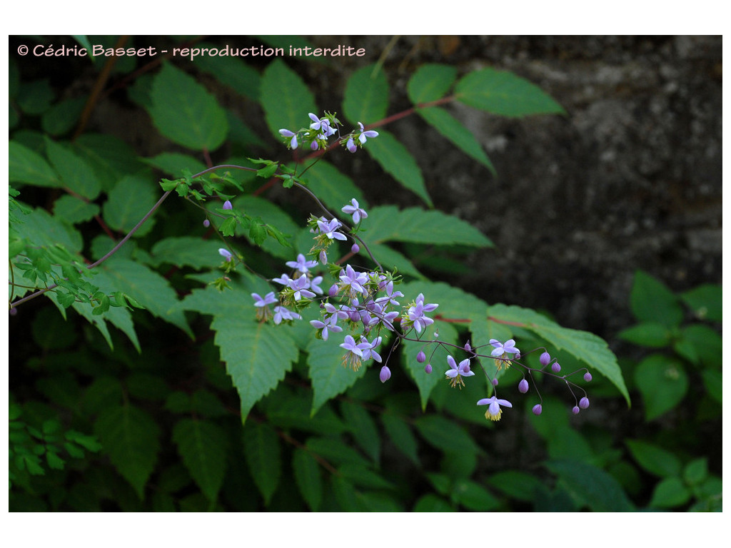 THALICTRUM DELAVAYI W/O-0104 THALICTRUM DELAVAYI W/O-0104