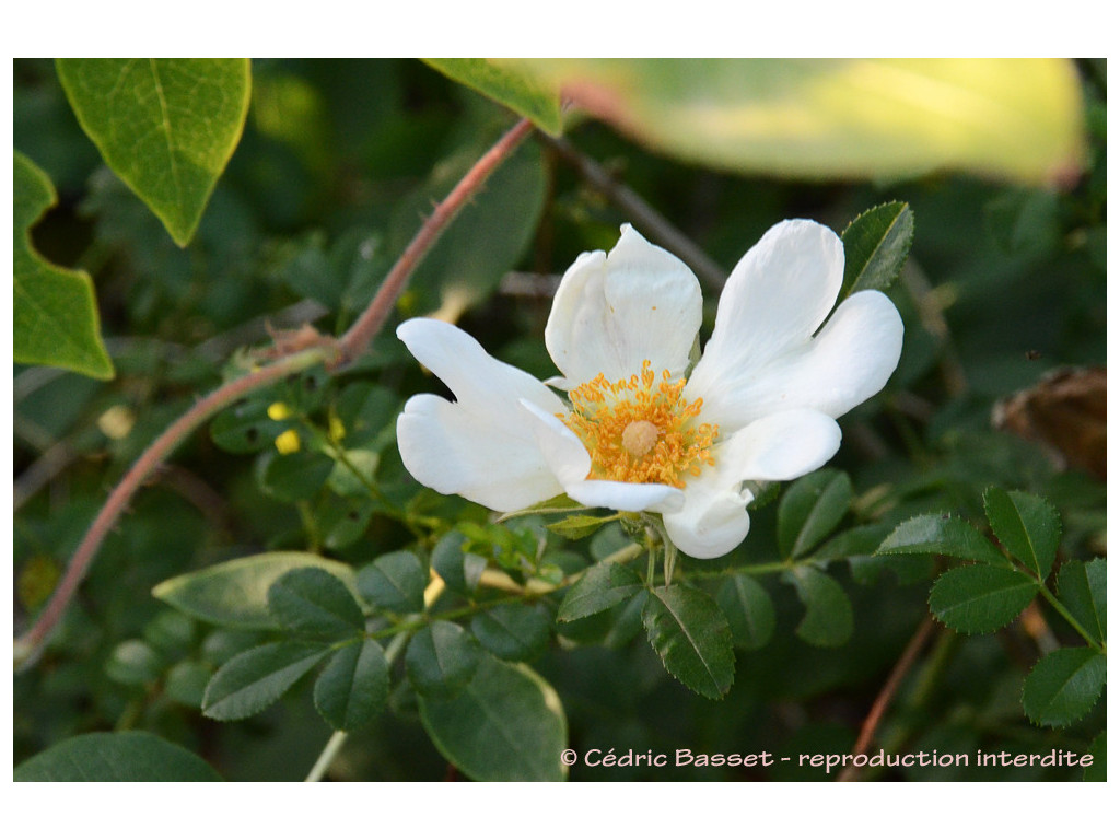 ROSA BRACTEATA CMBJP1888