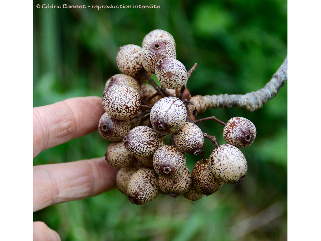 SORBUS MEGALOCARPA SORBUS MEGALOCARPA