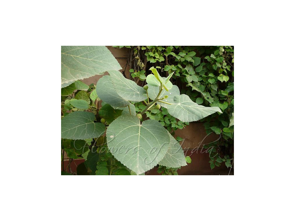 FICUS PALMATA FICUS PALMATA