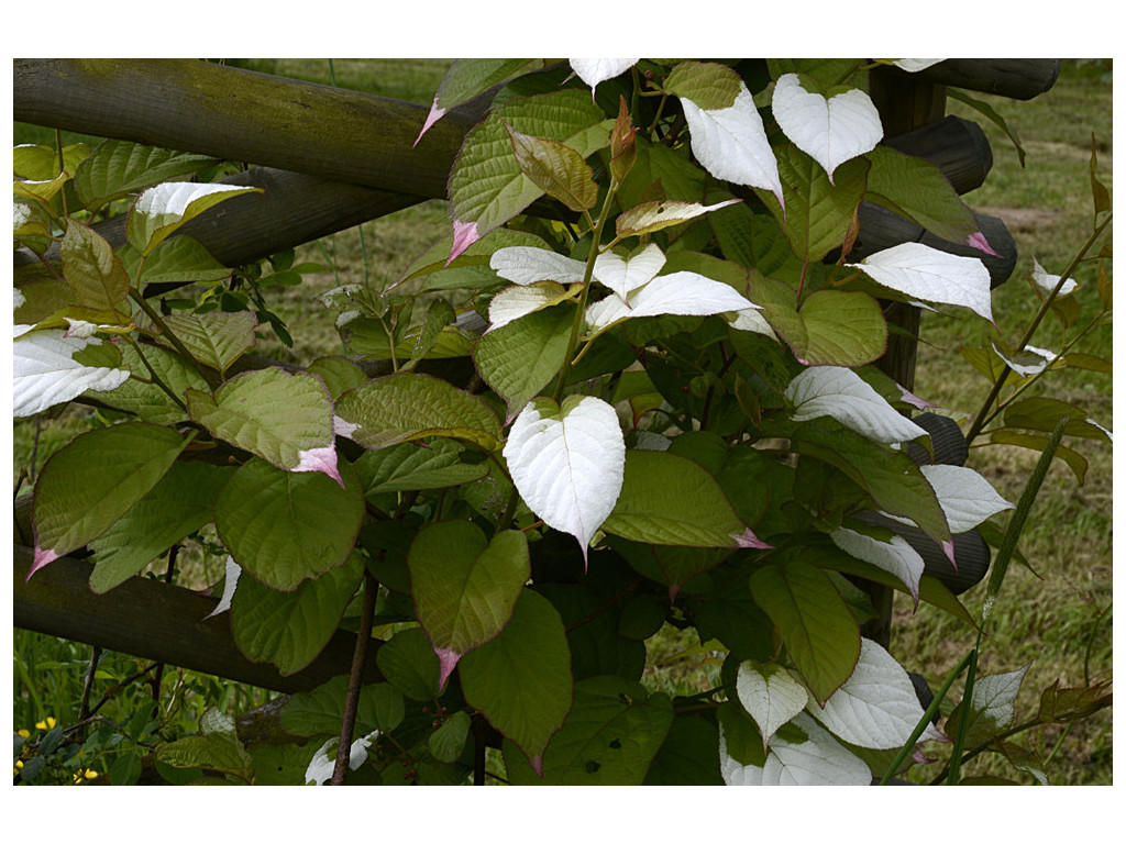 ACTINIDIA KOLOMIKTA 'SENTYABRASKAYA' ACTINIDIA KOLOMIKTA 'SENTYABRASKAYA'