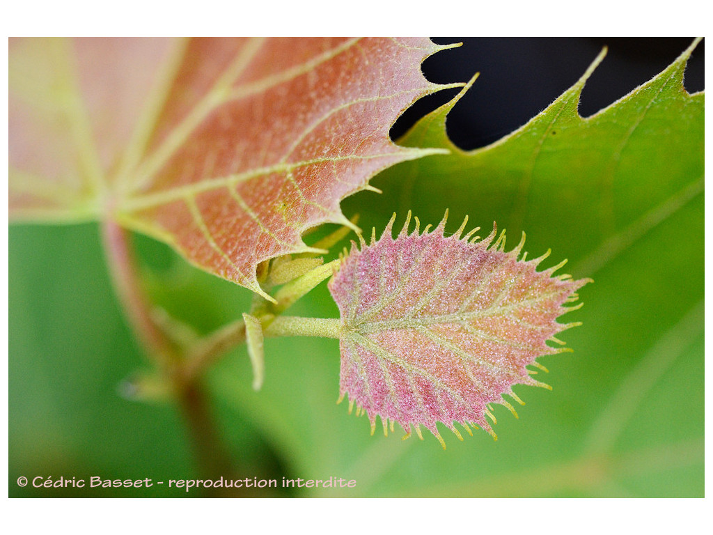 TILIA HENRYANA