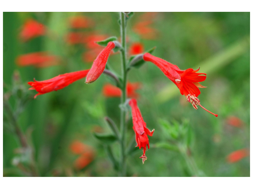 ZAUSCHNERIA CALIFORNICA ZAUSCHNERIA CALIFORNICA