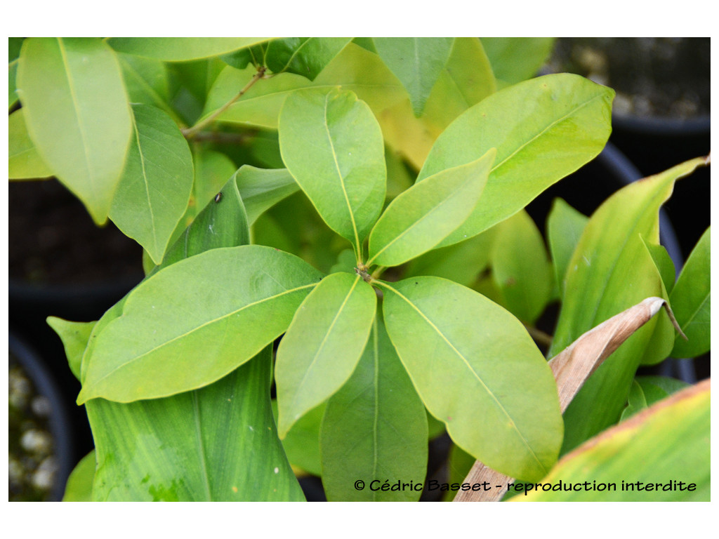 CASTANOPSIS sp.Chine W/O-9298 CASTANOPSIS sp.Chine W/O-9298