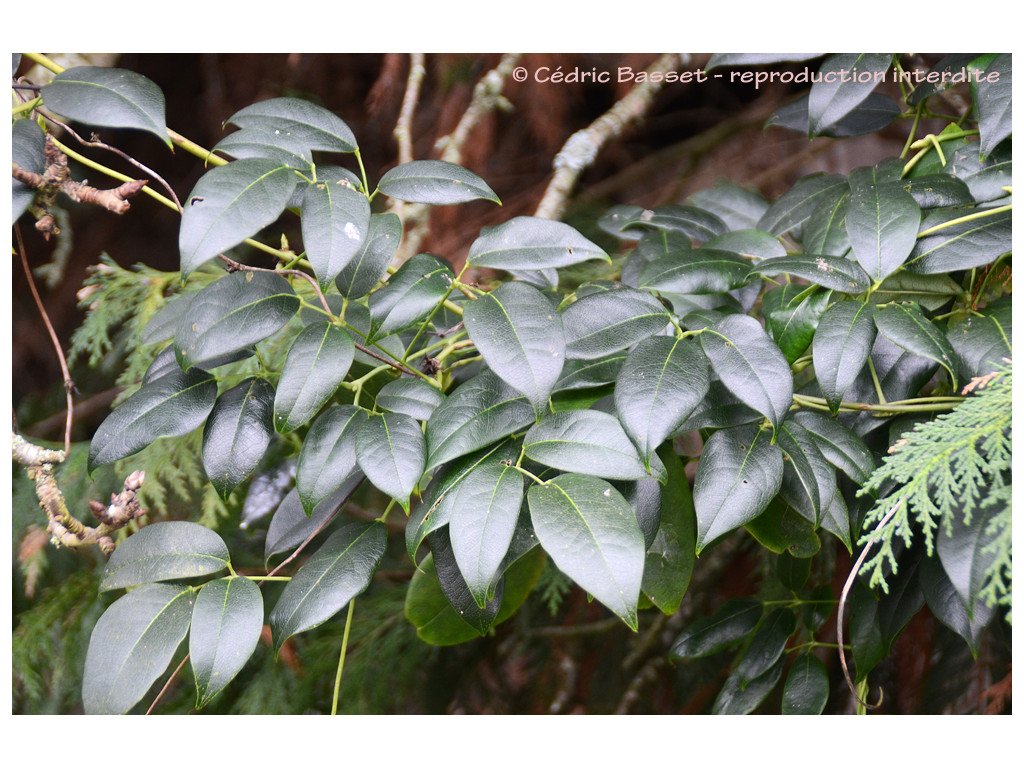 HOLBOELLIA CHAPAENSIS bswj7250