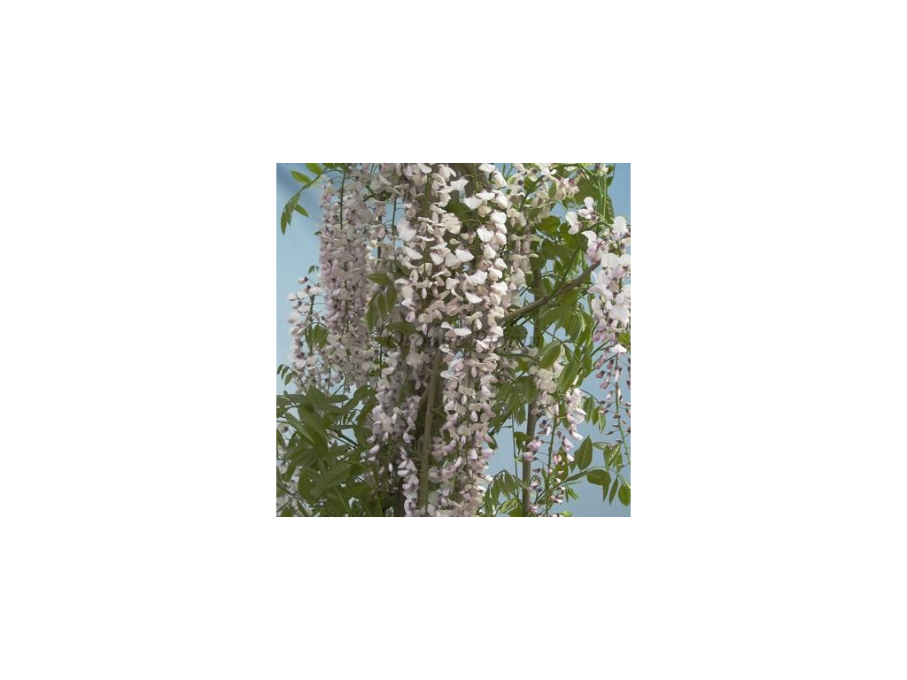 WISTERIA FLORIBUNDA 'KIMONO' WISTERIA FLORIBUNDA 'KIMONO'