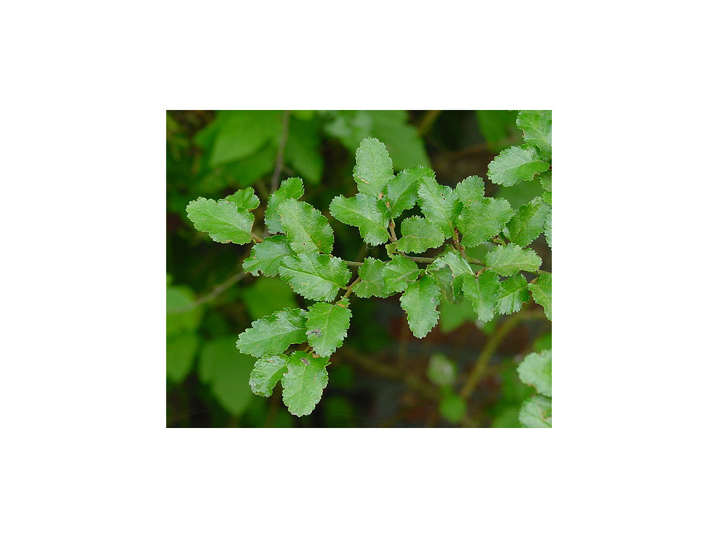 NOTHOFAGUS ANTARCTICA NOTHOFAGUS ANTARCTICA