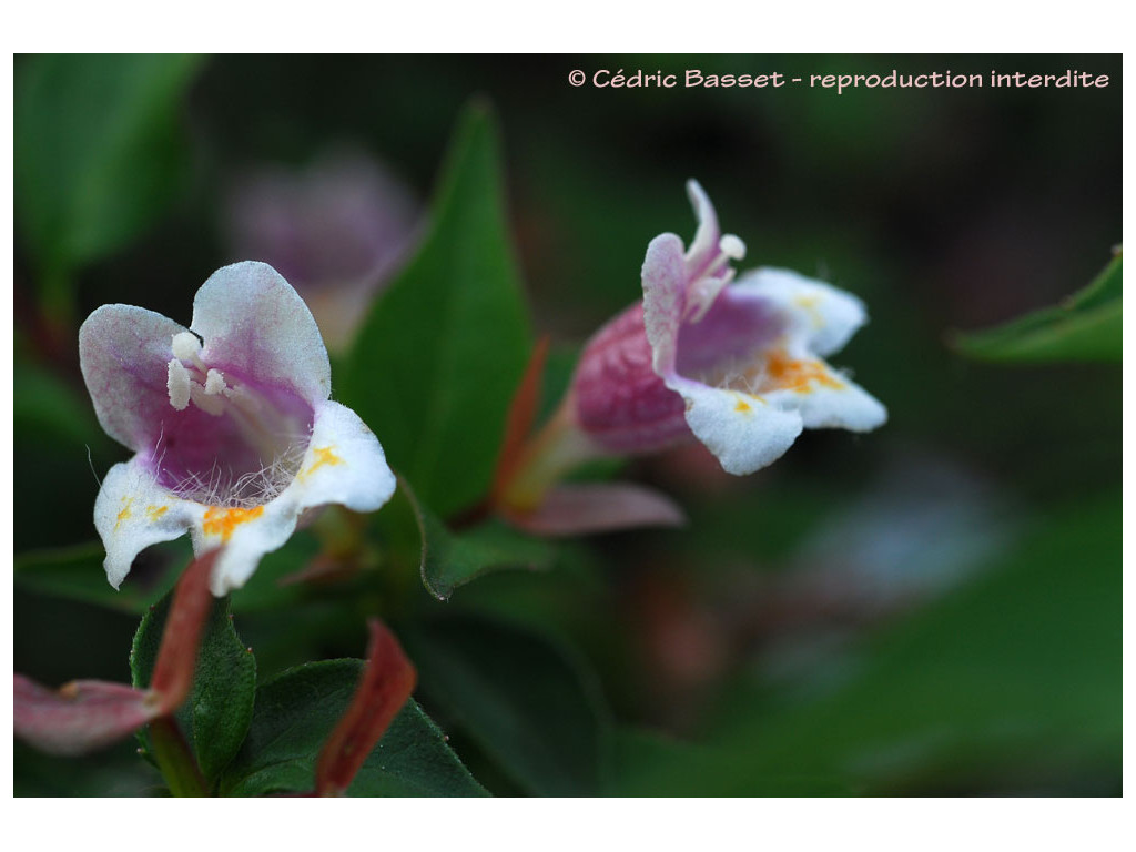 ABELIA ENGLERIANA
