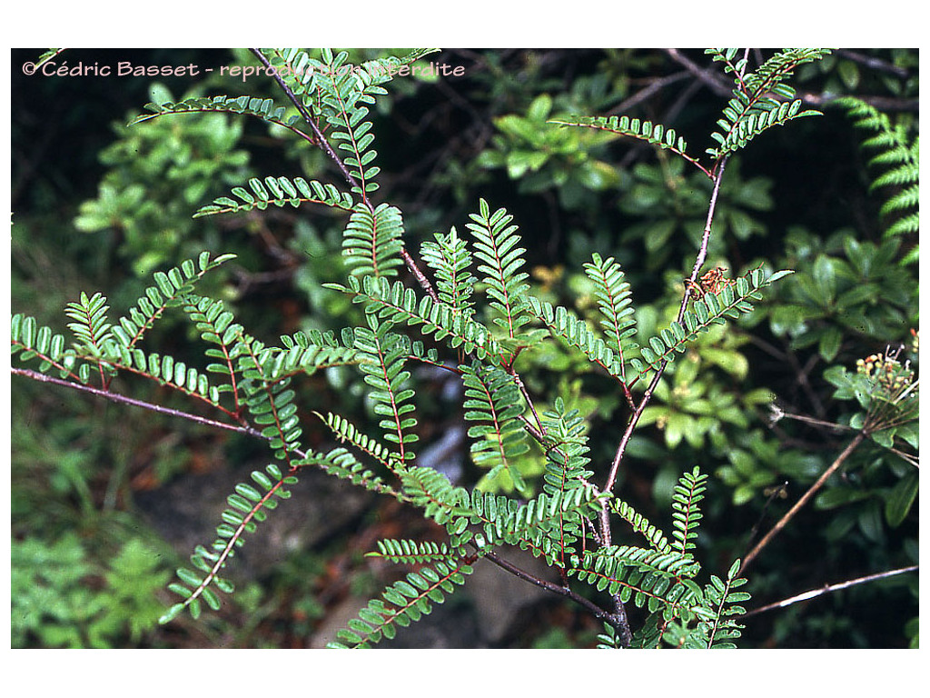 SORBUS CAMGSHANENSIS SORBUS CAMGSHANENSIS
