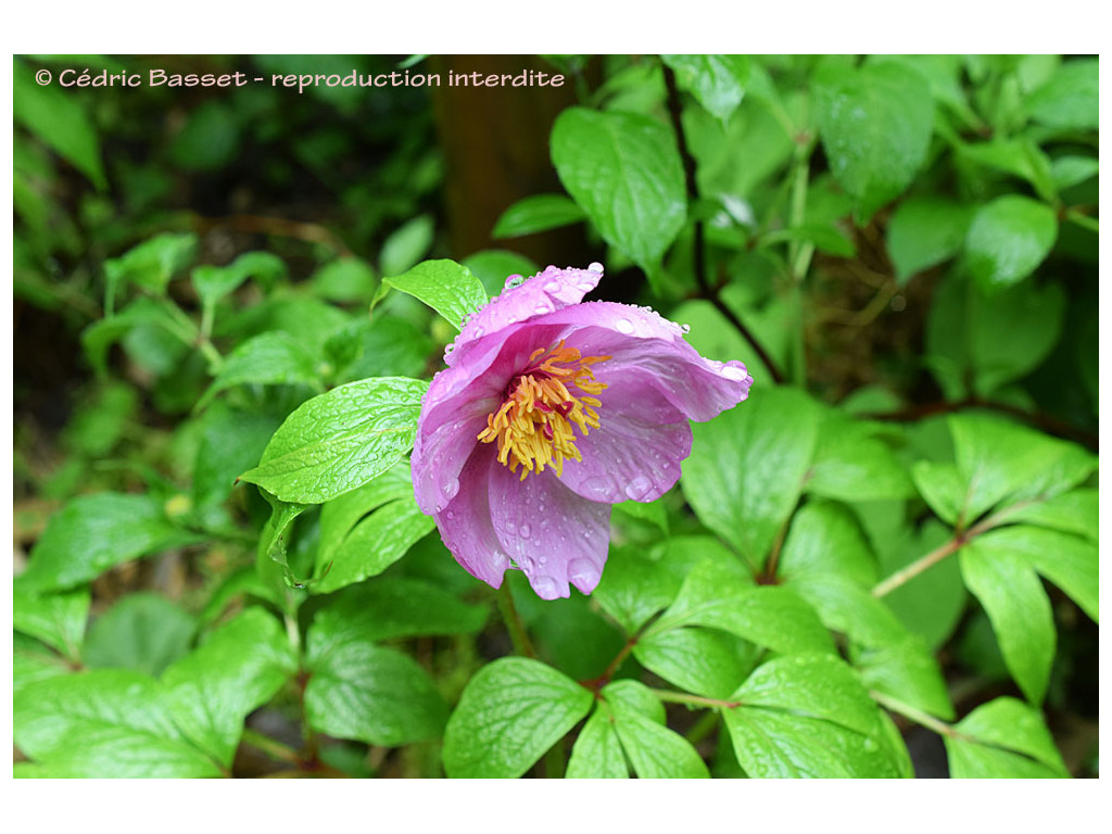 PAEONIA MAIREI W/O-9176 PAEONIA MAIREI W/O-9176