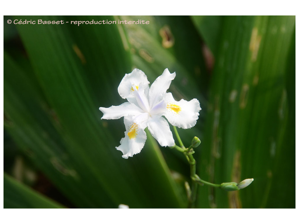 IRIS WATTII