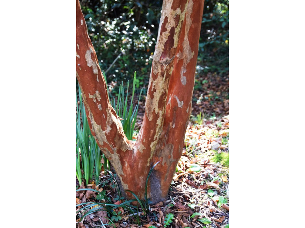 LAGERSTROEMIA FAURIEI CMBJP1873 & 1885 LAGERSTROEMIA FAURIEI CMBJP1873 & 1885