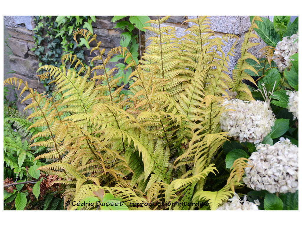 DRYOPTERIS WALLICHIANA 'JURRASSIC GOLD'