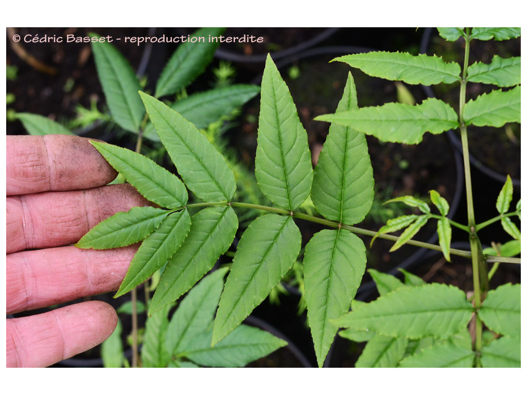 FRAXINUS SP. FRAXINUS SP.
