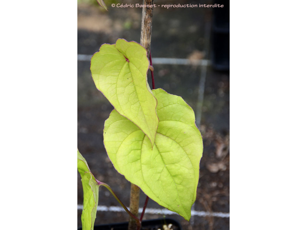 DIOSCOREA sp. YUNNAN