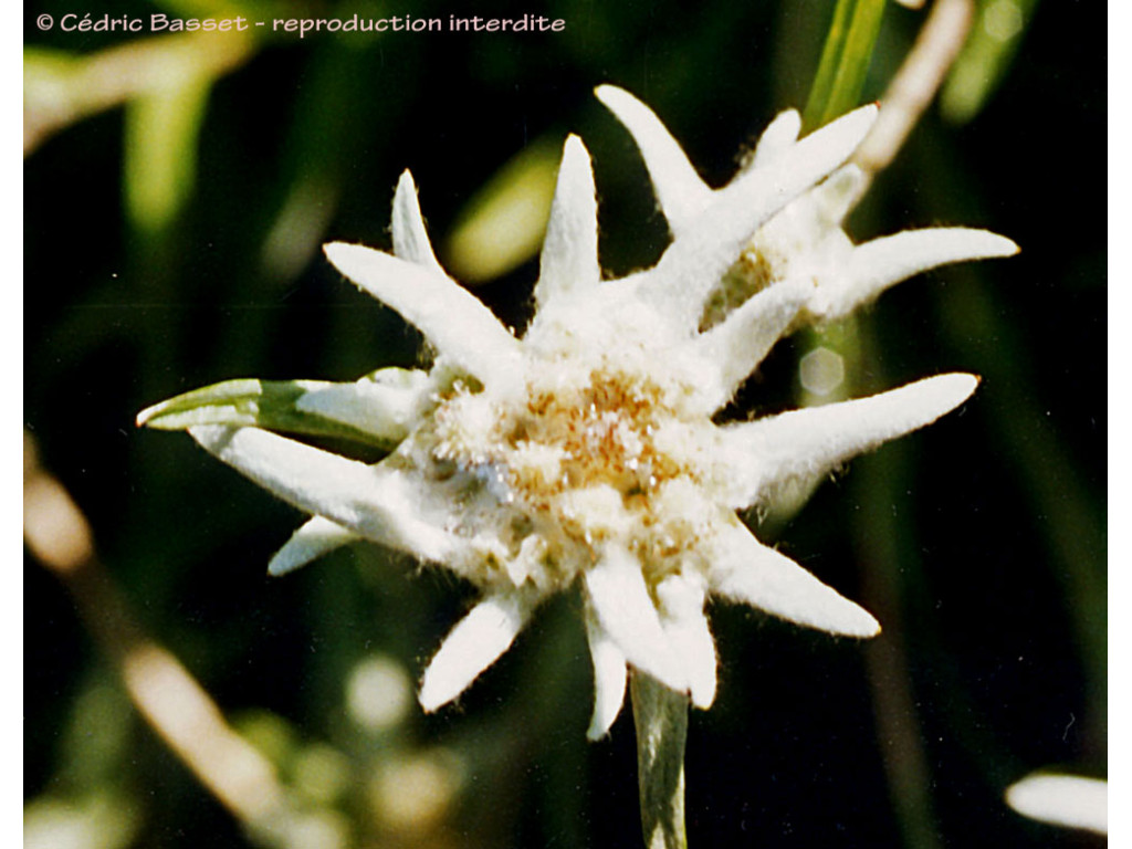 LEONTOPODIUM SOULIEI