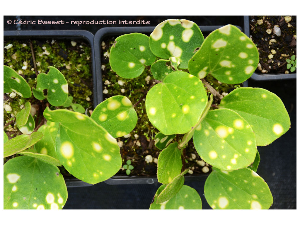 FARFUGIUM JAPONICUM 'AMAMI' FARFUGIUM JAPONICUM 'AMAMI'