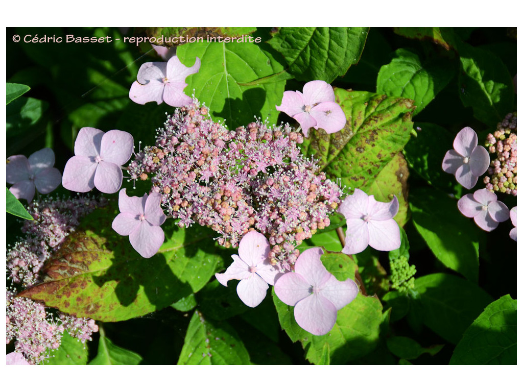 HYDRANGEA SERRATA 'MIRANDA' HYDRANGEA SERRATA 'MIRANDA'