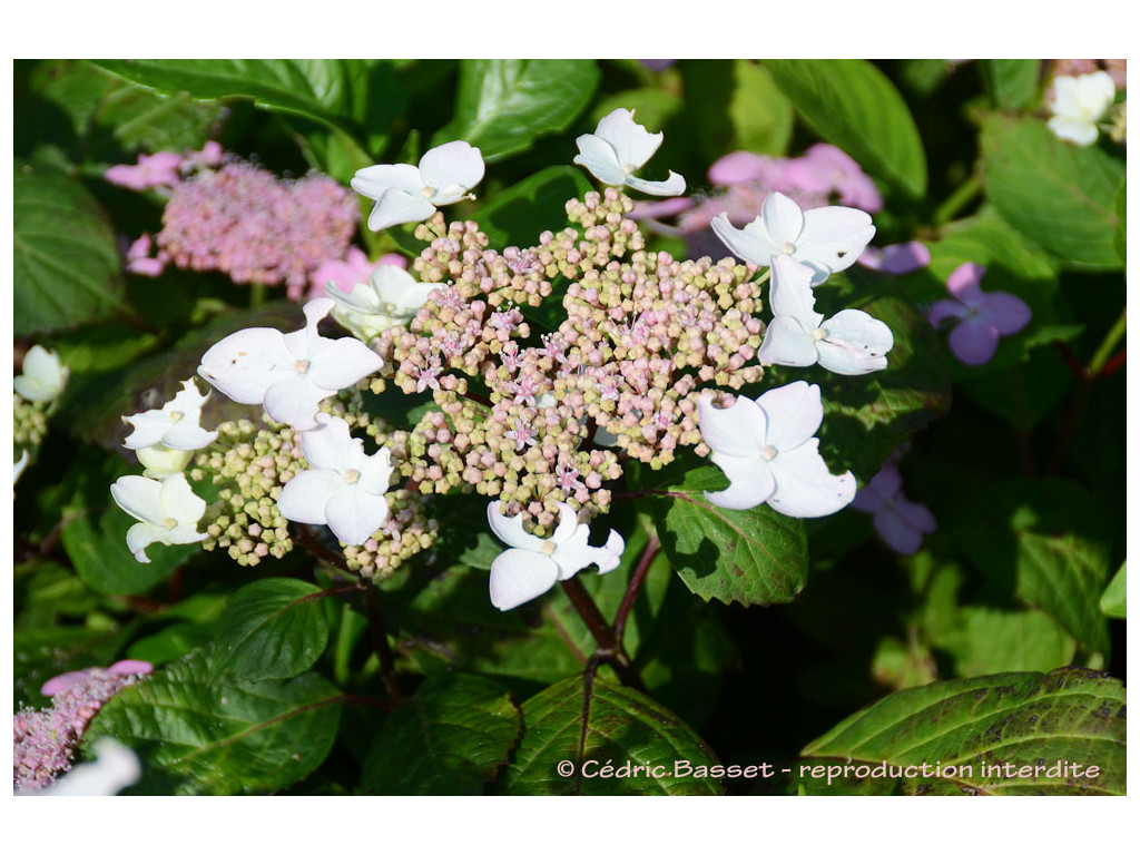 HYDRANGEA SERRATA 'RAMIS PICTIS' HYDRANGEA SERRATA 'RAMIS PICTIS'