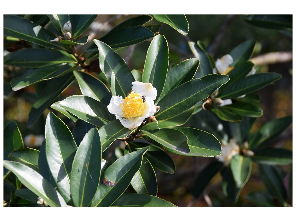 GORDONIA AXILLARIS CMBJP1987