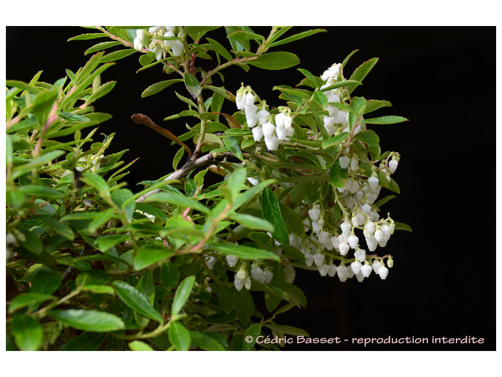 GAULTHERIA BORNEENSIS