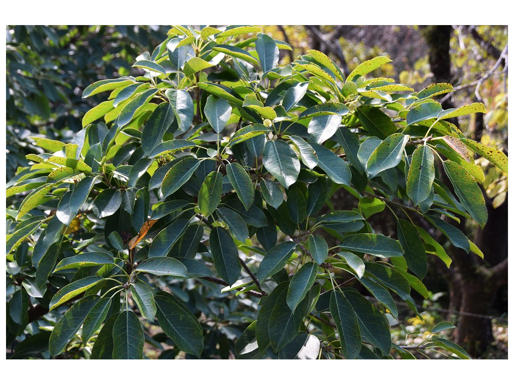FICUS SUPERBA var.JAPONICA CMBJP1770