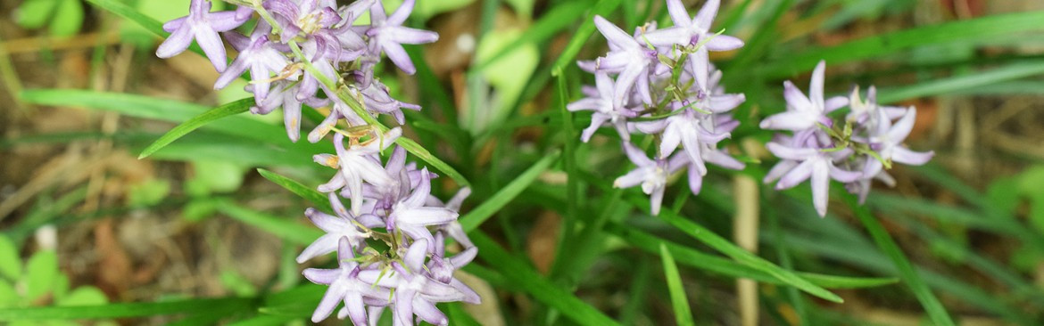 Les plantes pour l'ombre