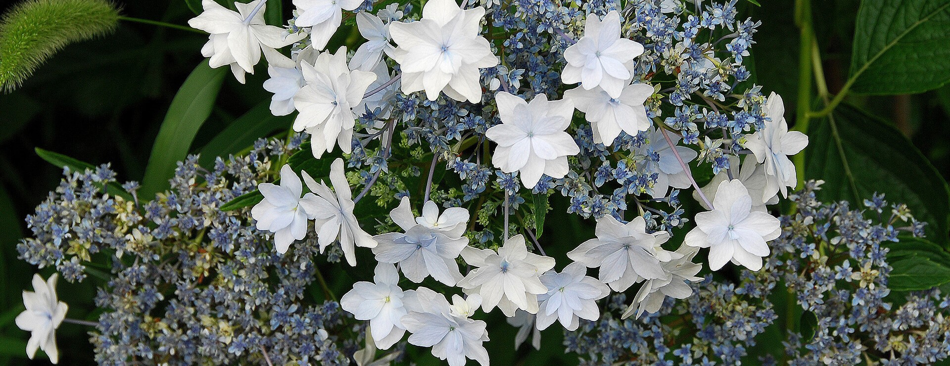Hydrangea Hanabi Ajisai