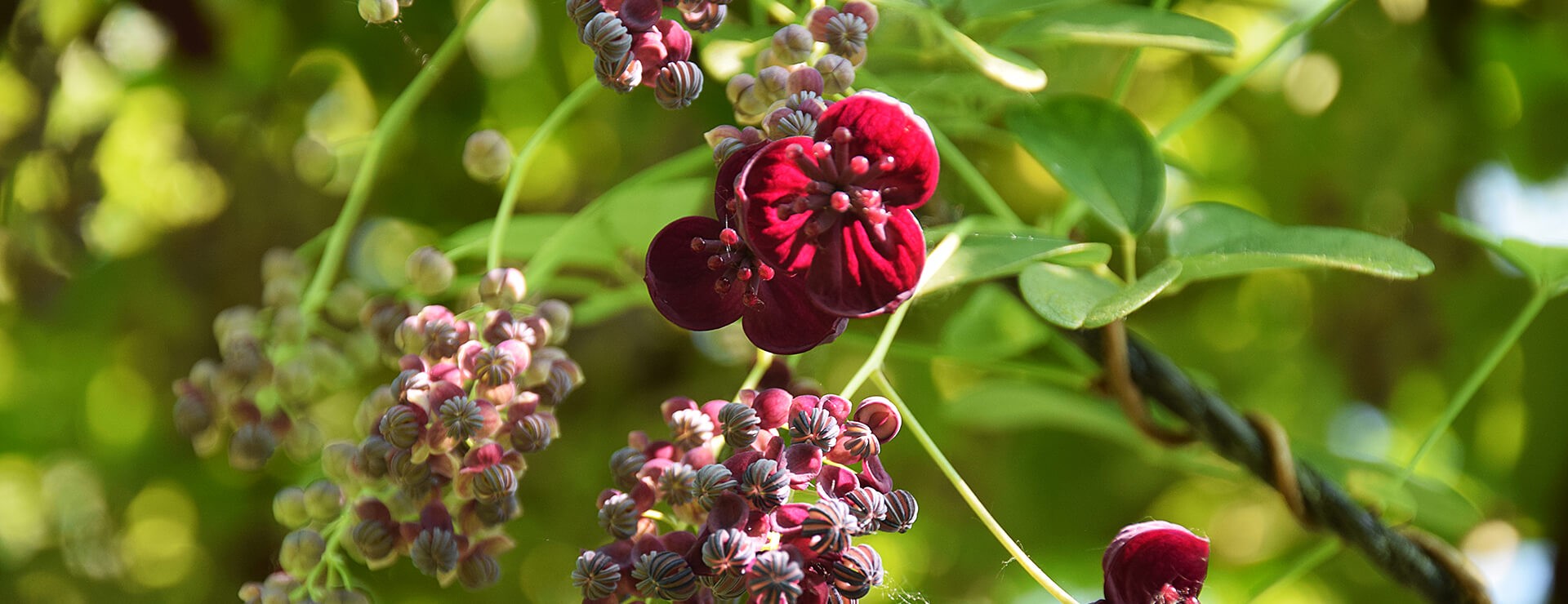 Akebia longeracemosa x trifoliata