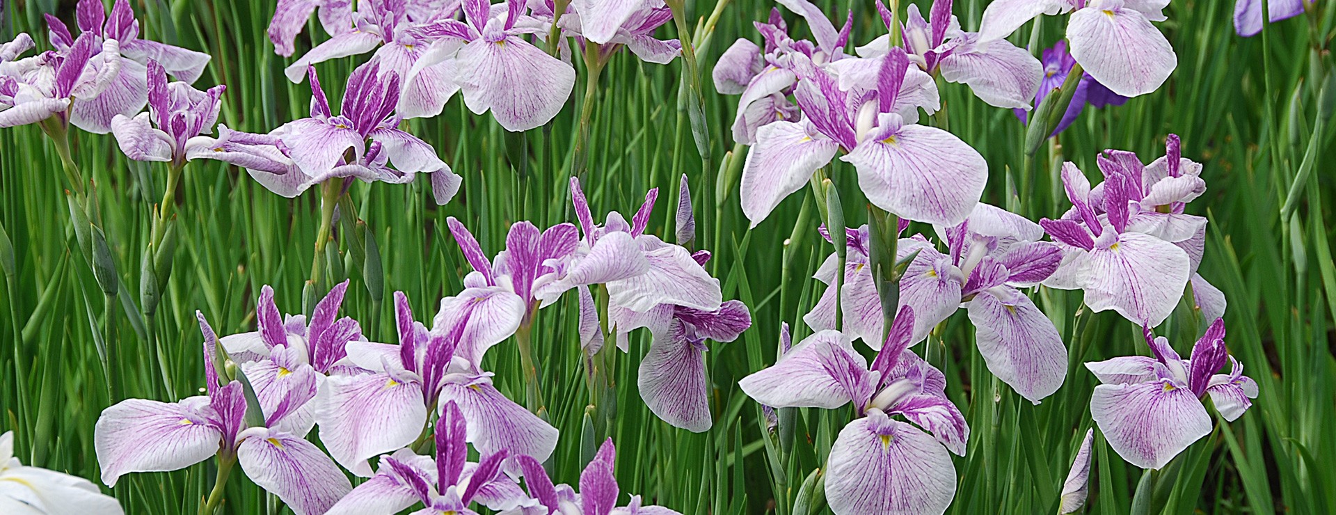Iris du Japon